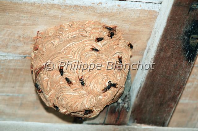 nid frelon asiatique 2.JPG - Nid de Frelon asiatiqueVespa velutina nigrithoraxAsian hornetHymenoptera, VespidaeGironde, France